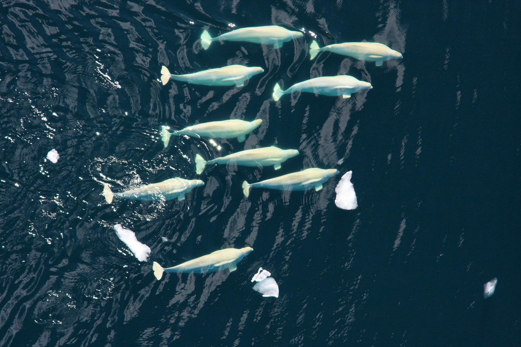 Beluga whale pod, Chuckchi Sea