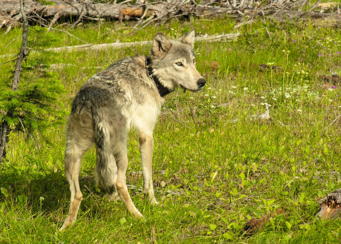 B-300 Collared Gray Wolf - Wallowa County - Oregon