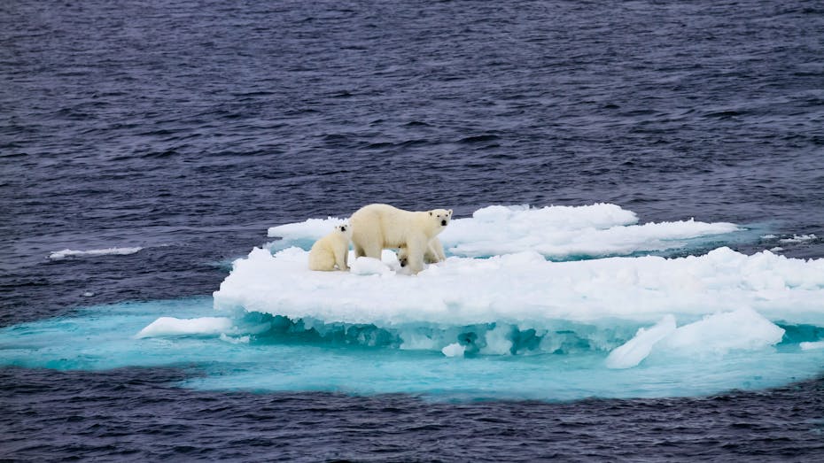 Polar Bear Mother with Two Cubs on Ice Floe