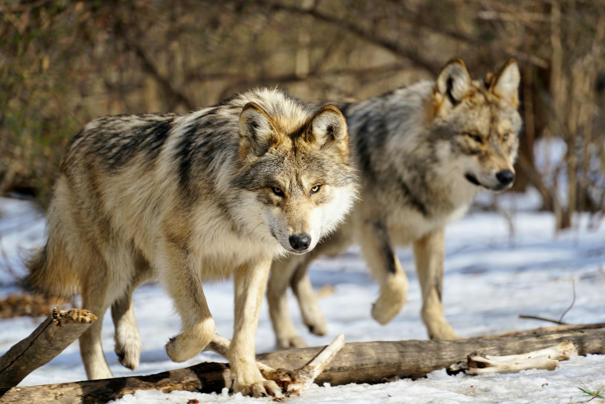 Mexican gray wolves, Wolf Conservation Center