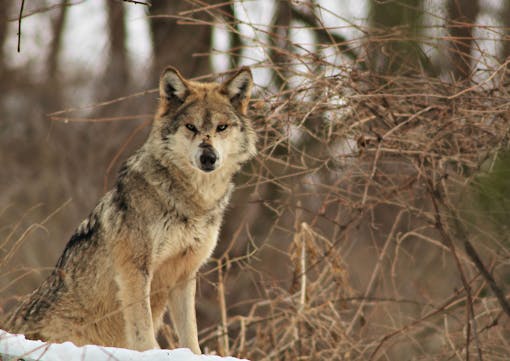 Lone Mexican gray wolf