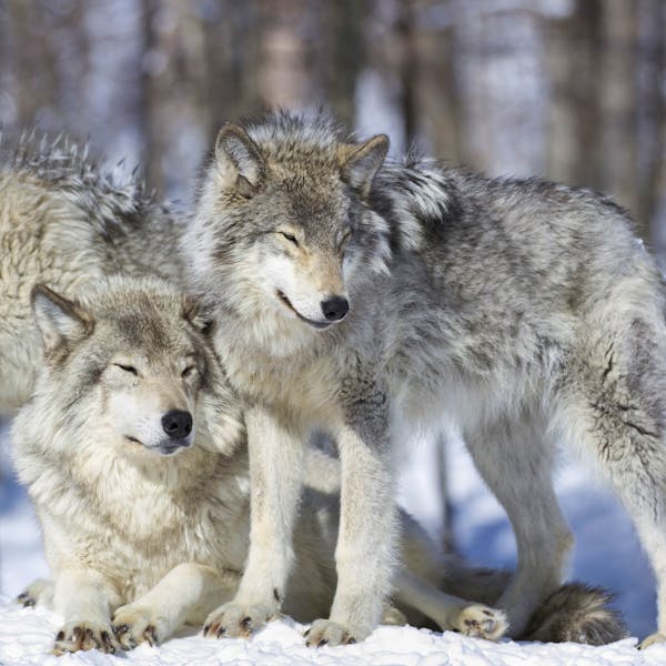 Three Gray Wolves in the Snow
