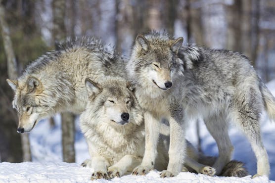 Three Gray Wolves in the Snow