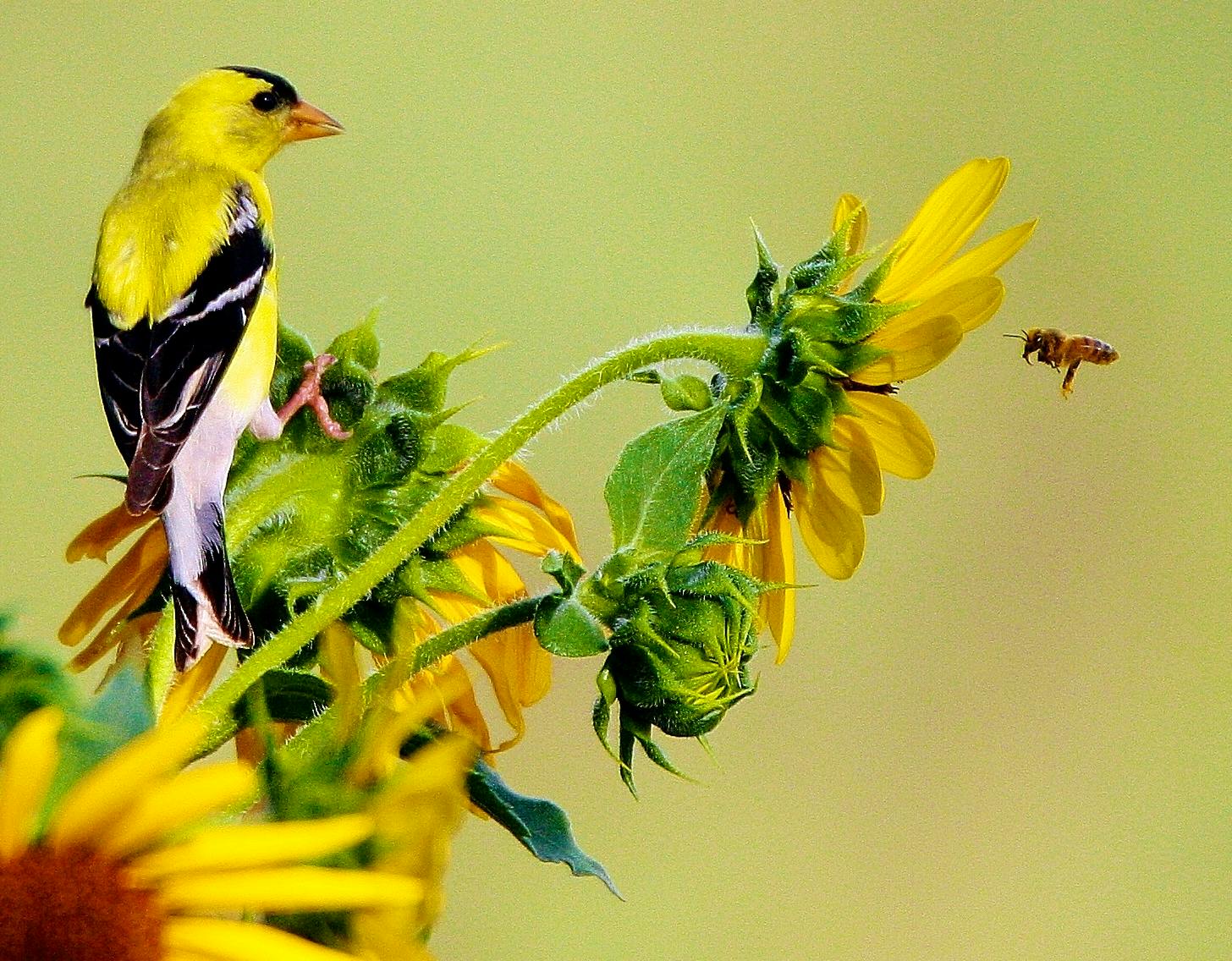 Honey Bee and Gold Finch - Pend Orielle County - Washington