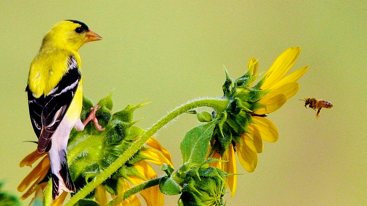 Honey Bee and Gold Finch - Pend Orielle County - Washington