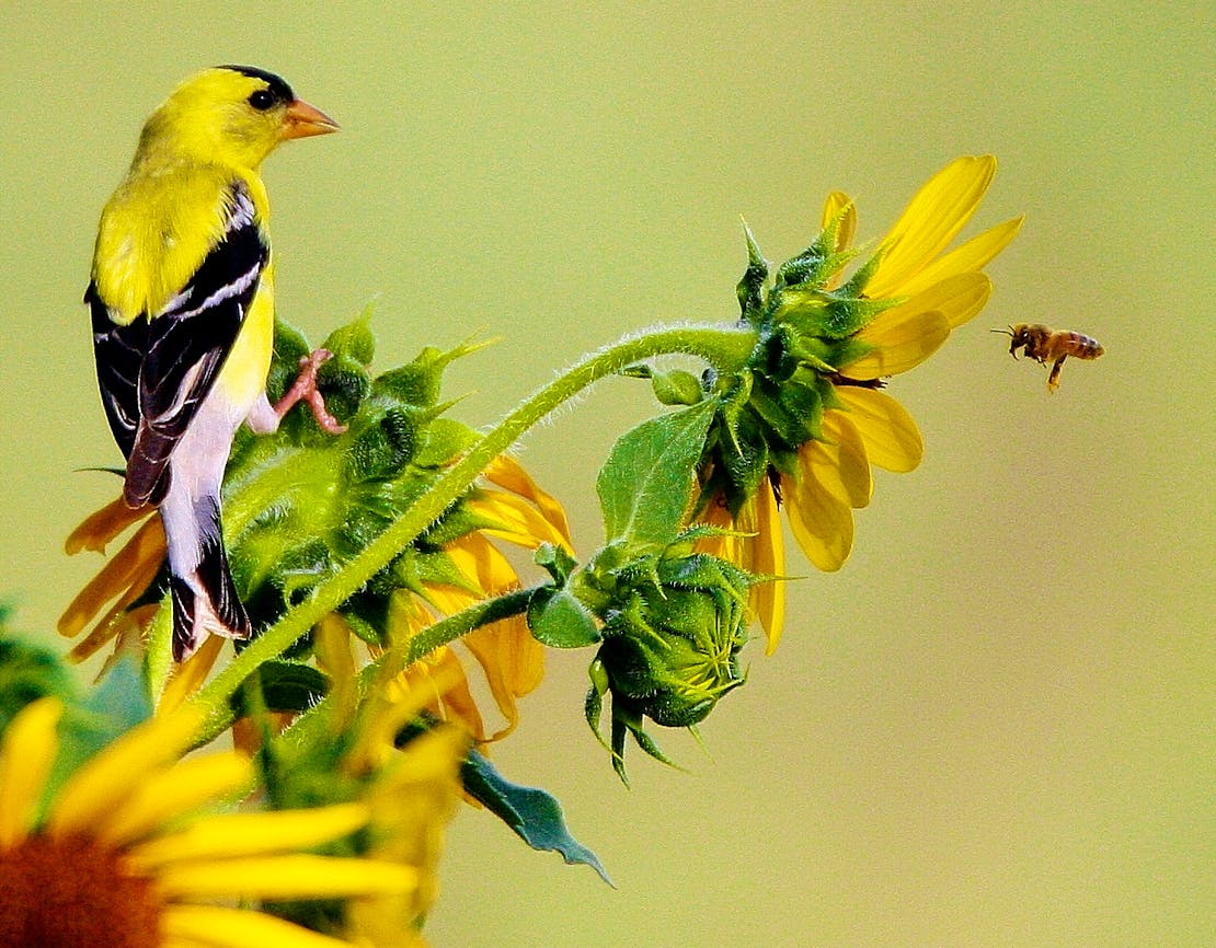 Honey Bee and Gold Finch - Pend Orielle County - Washington