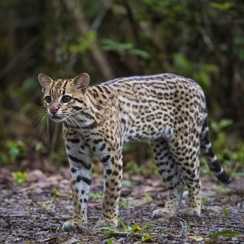 Ocelot