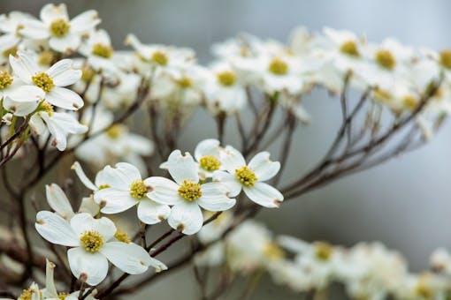 Dogwood Blossoms in Fog