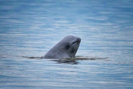 Cook Inlet beluga whale