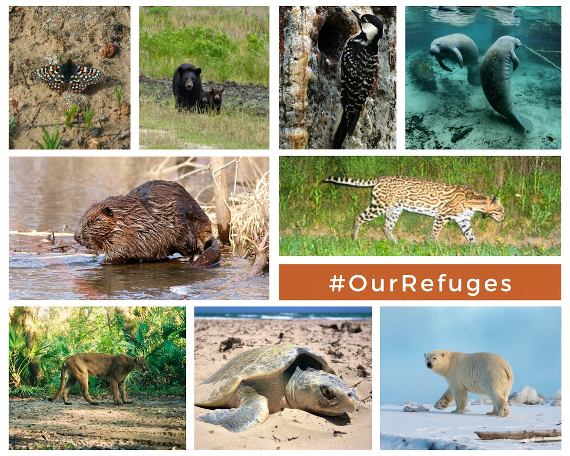 Refuge Campaign Wildlife Collage - polar bear, manatees, sea turtle, florida panther, beaver