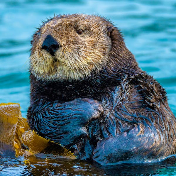 Sea Otter floating