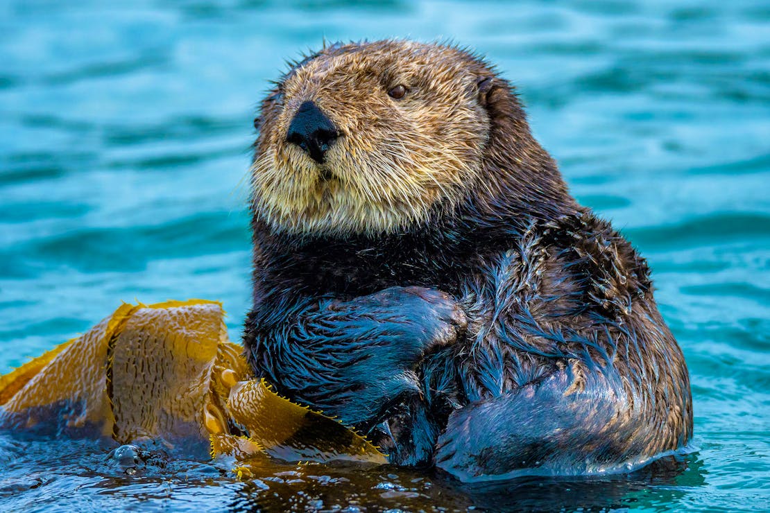 Sea Otter floating