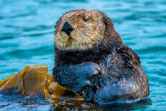 Sea Otter floating