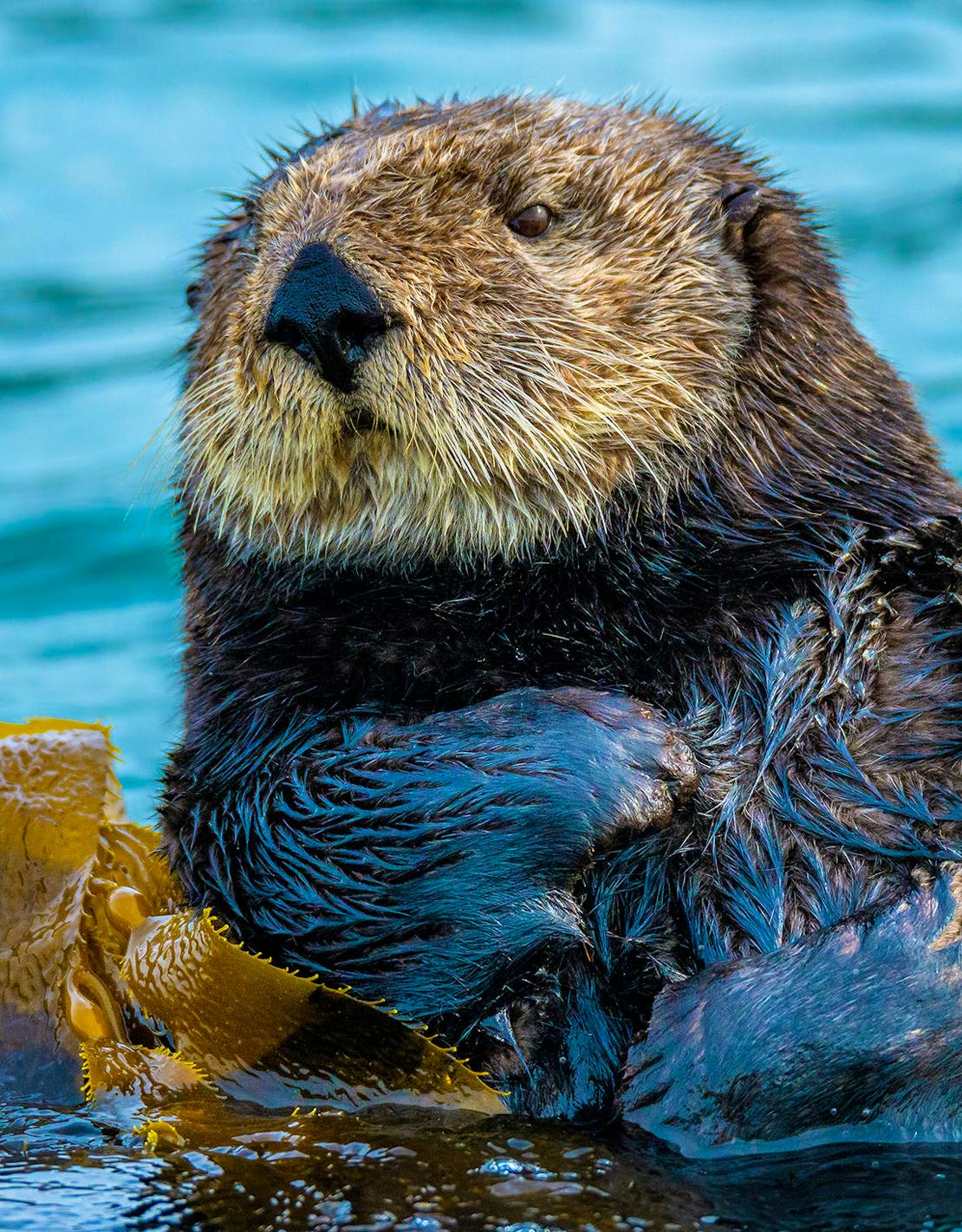 Sea Otter floating