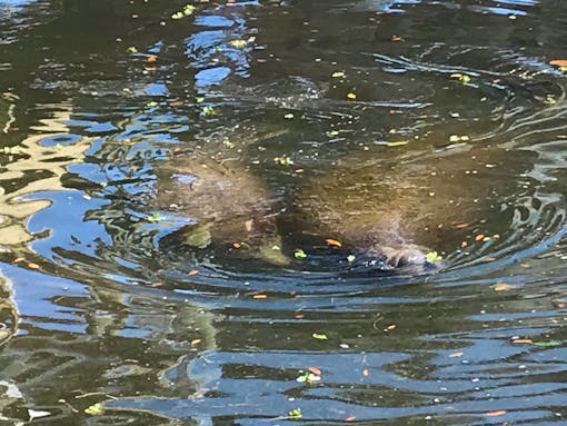 Two manatees - Elizabeth Fleming