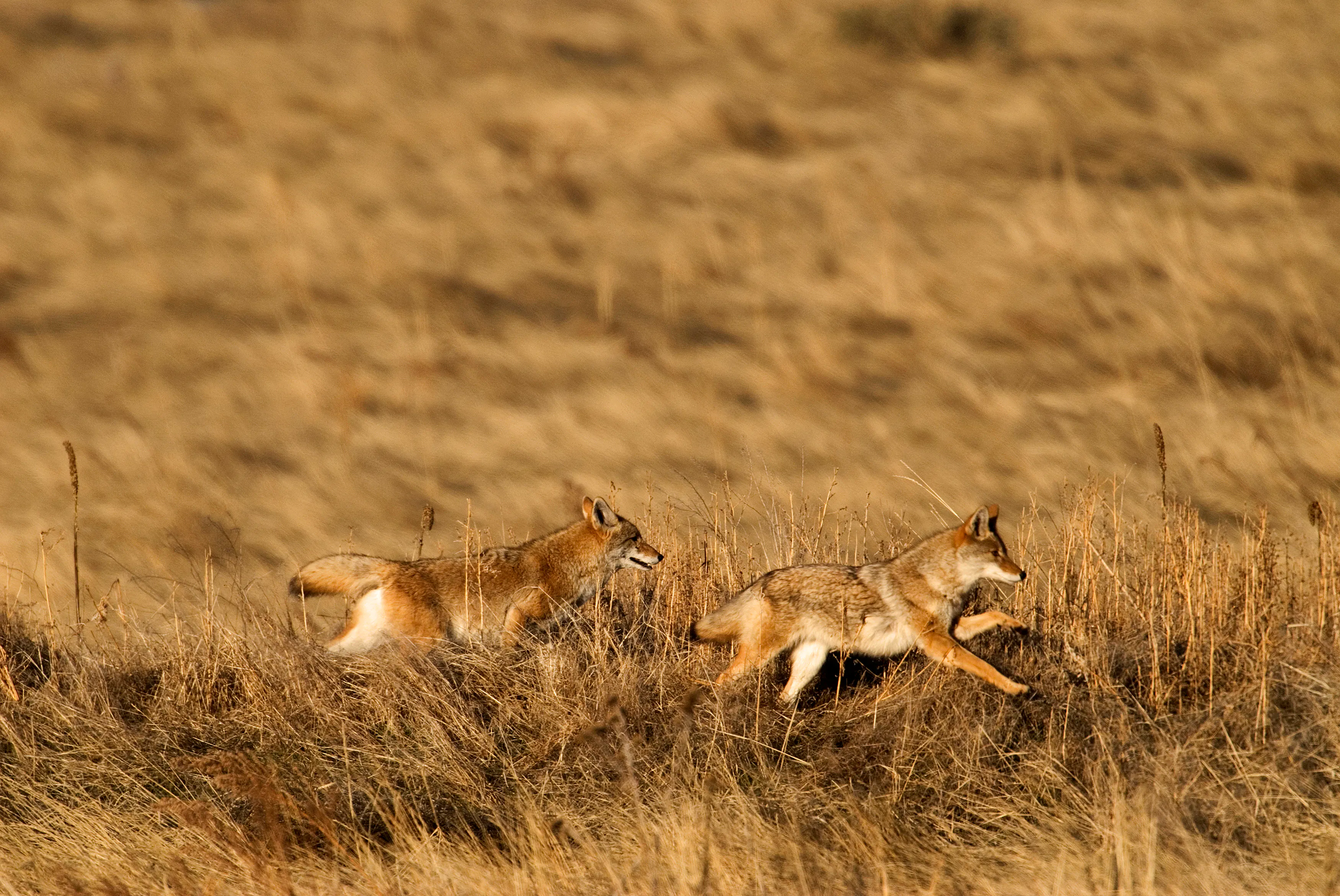 Coyotes Racing Through the Grass - Rocky Mountain Arsenal National Wildlife Refuge