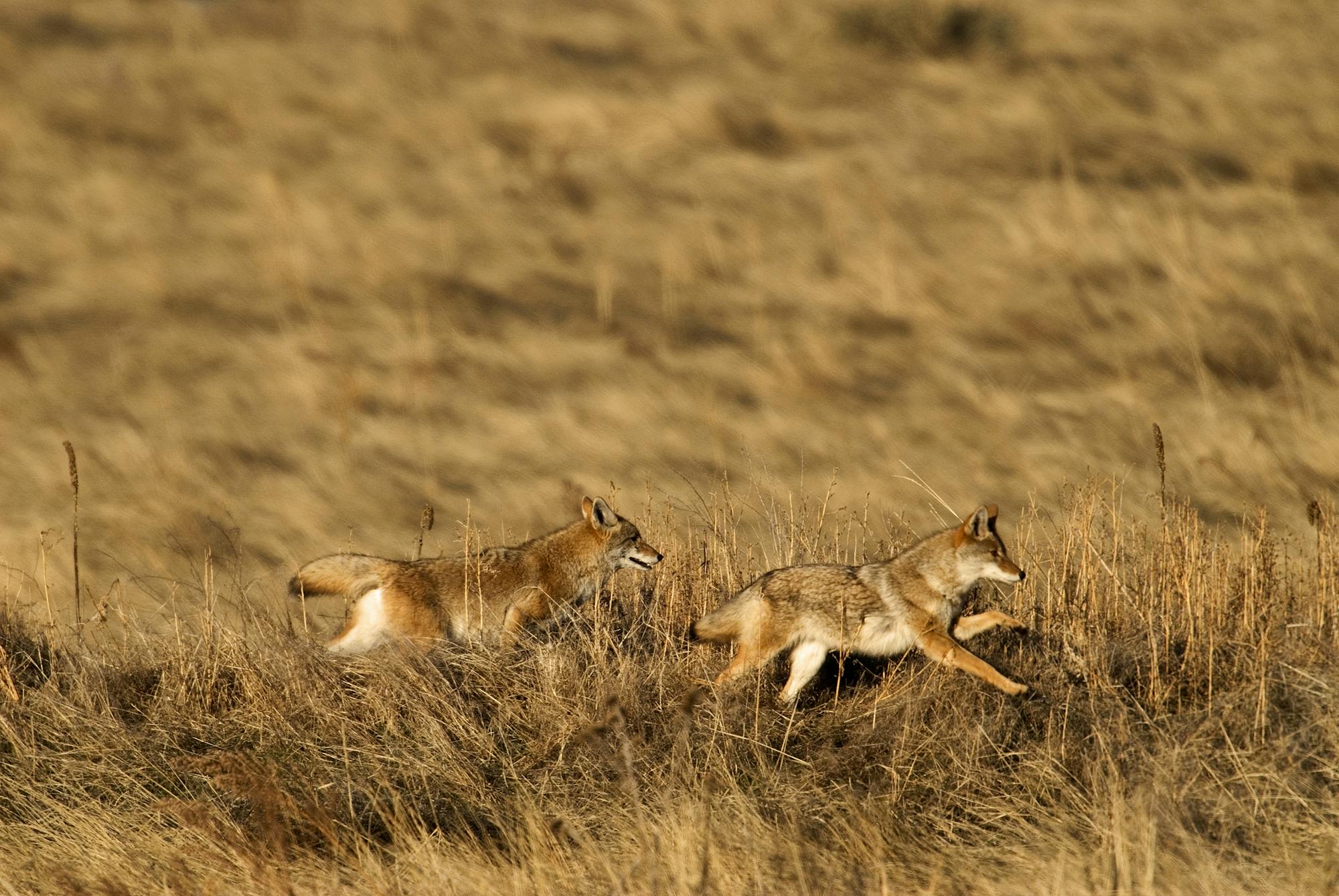 Coyotes Racing Through the Grass - Rocky Mountain Arsenal National Wildlife Refuge