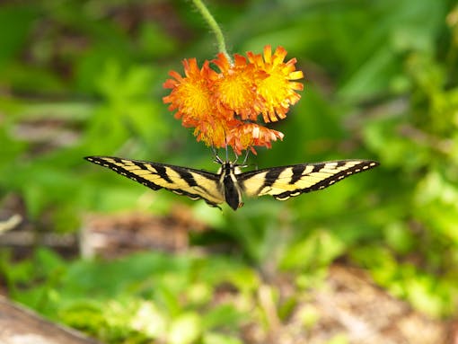 Tiger Swallowtail Butterfly - Maine