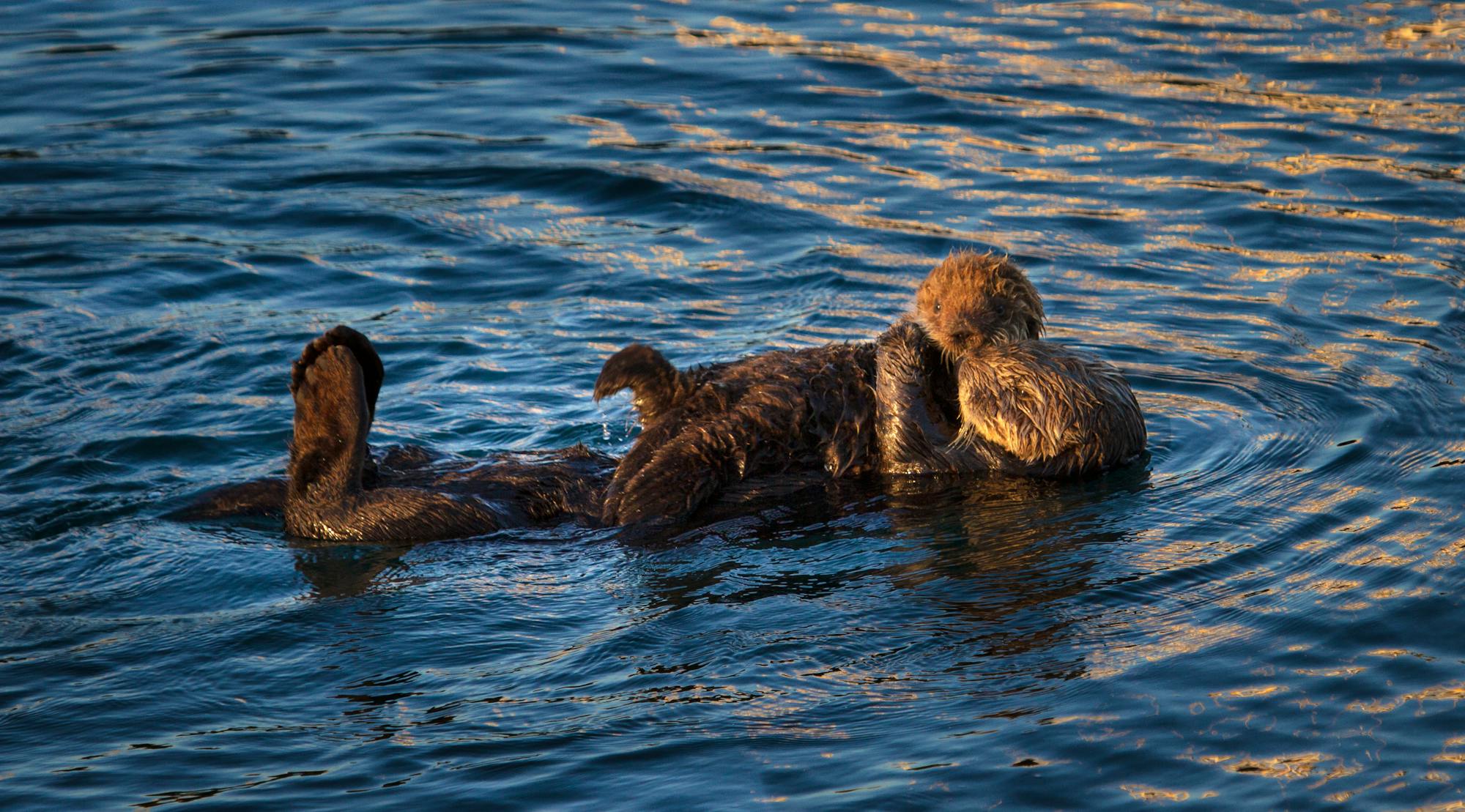 Sleepy Sea Otter Baby with Mother - Morro Bay - California
