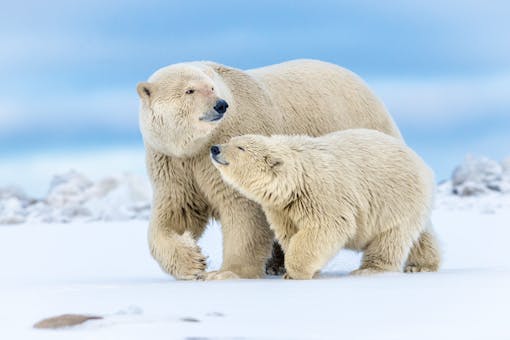 Polar Bear Mother With Cub - Arctic National Wildlife Refug