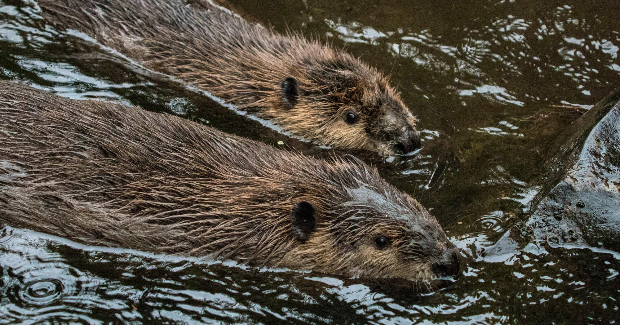 Two beavers in water