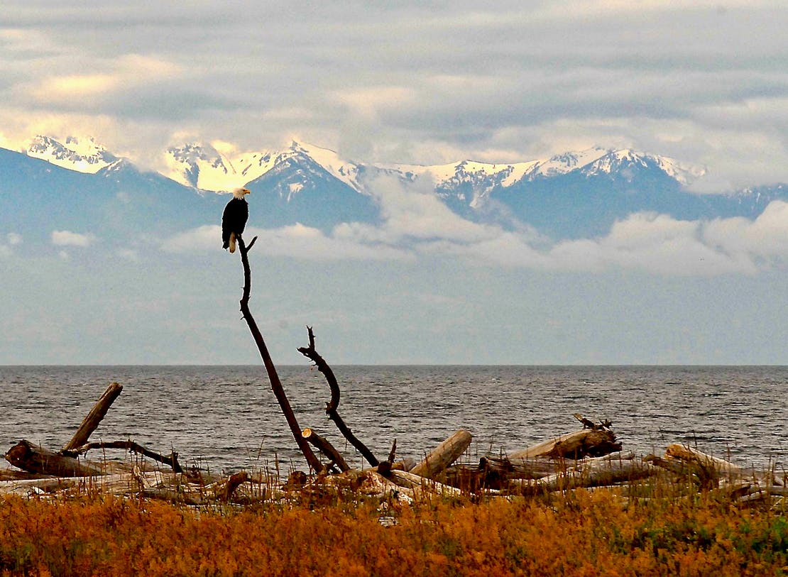 Bald eagle on a log