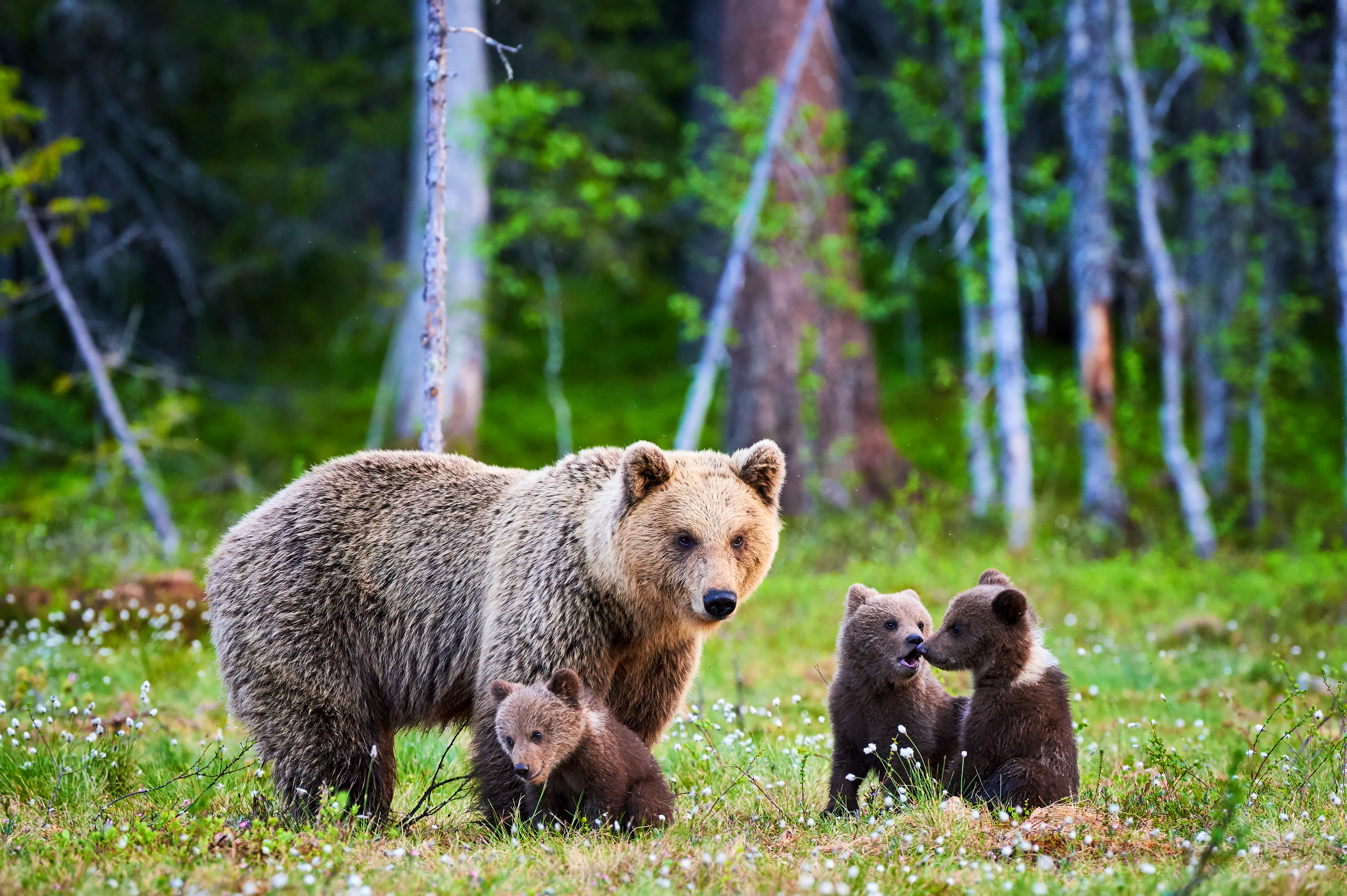Mother Bear and Cubs in the Forest