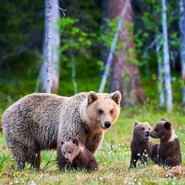Mother Bear and Cubs in the Forest