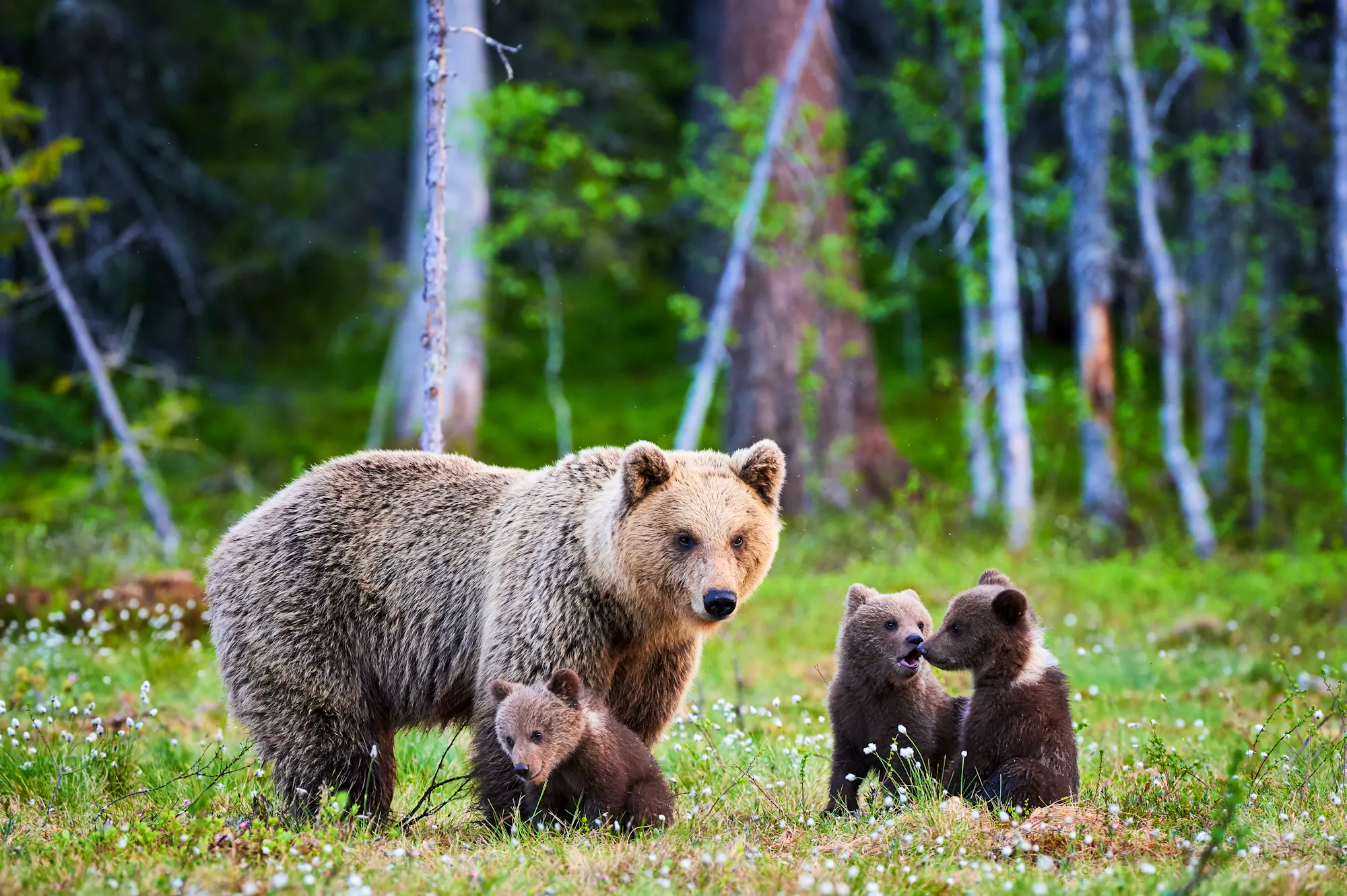 Mother Bear and Cubs in the Forest