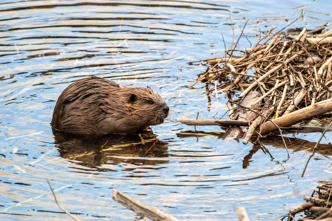 North American beaver