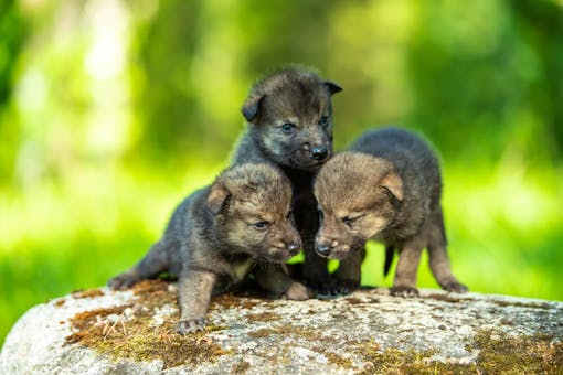 Newborn Gray Wolf Pups