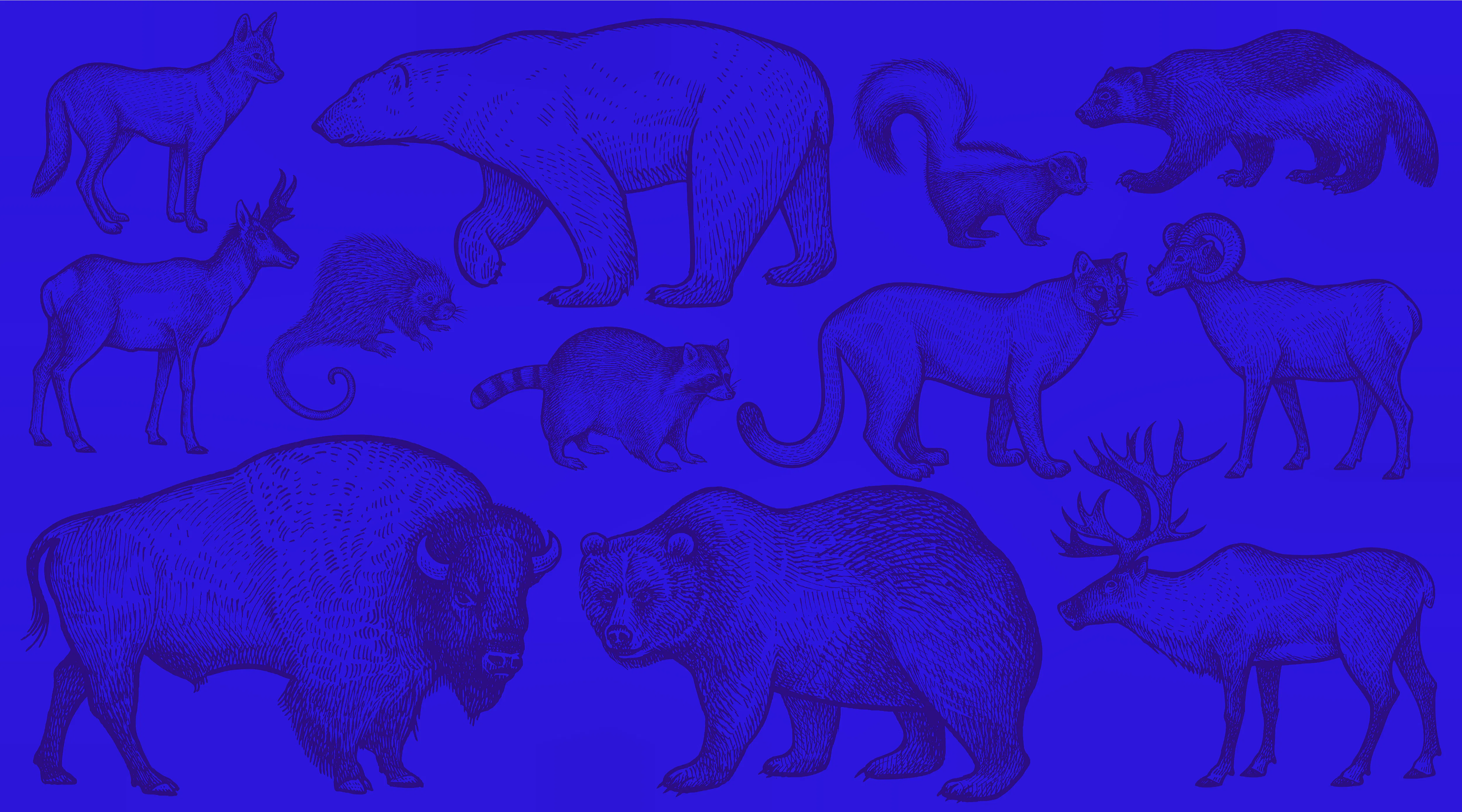 Blue background animals 