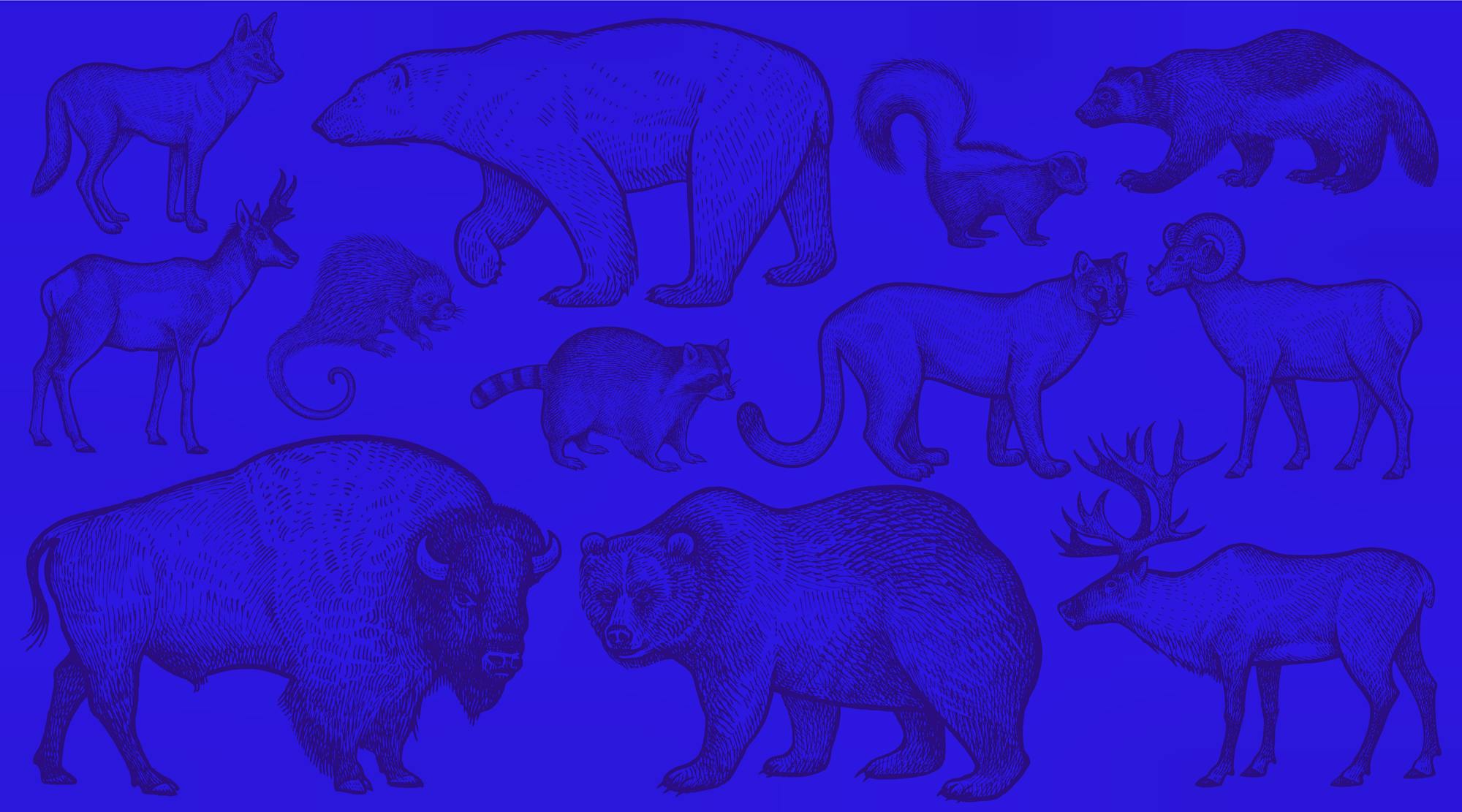 Blue background animals 