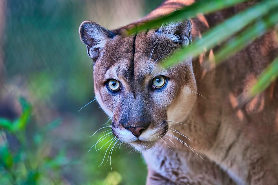 Puma Power Defenders of Wildlife