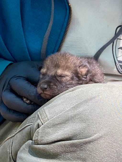 Wild-born Red Wolf Pup