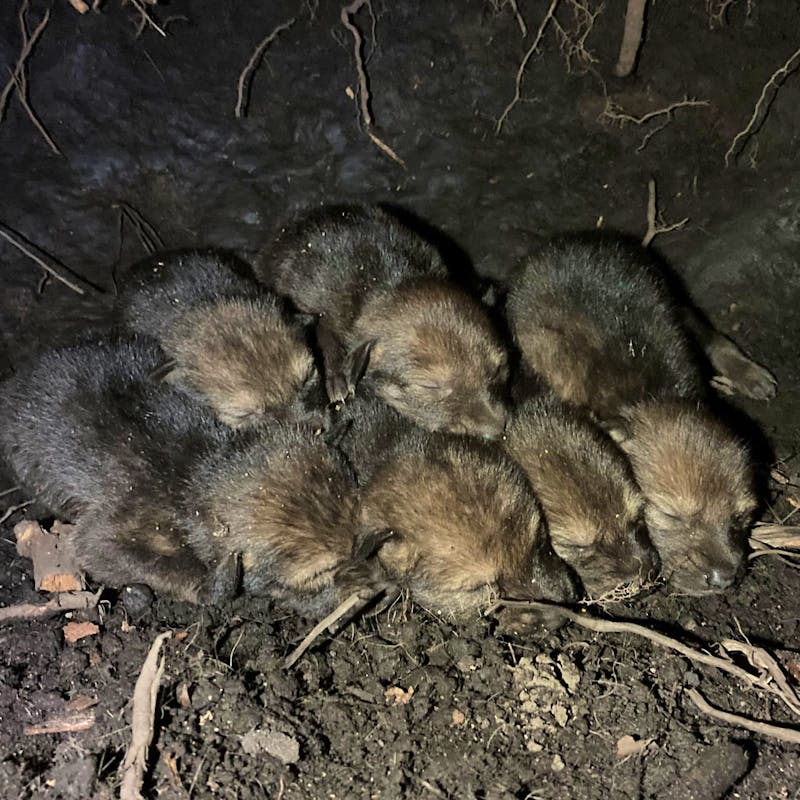 Red Wolf Pups