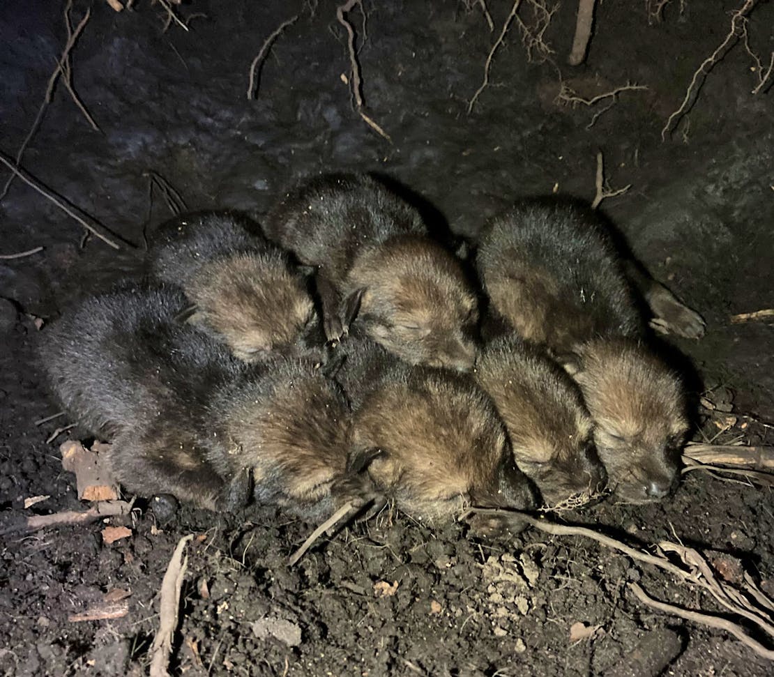 Red Wolf Pups