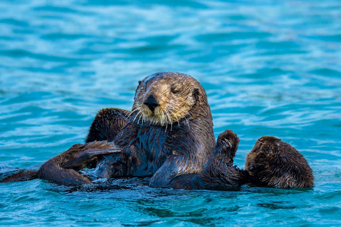 Sea otter mother and pup- California
