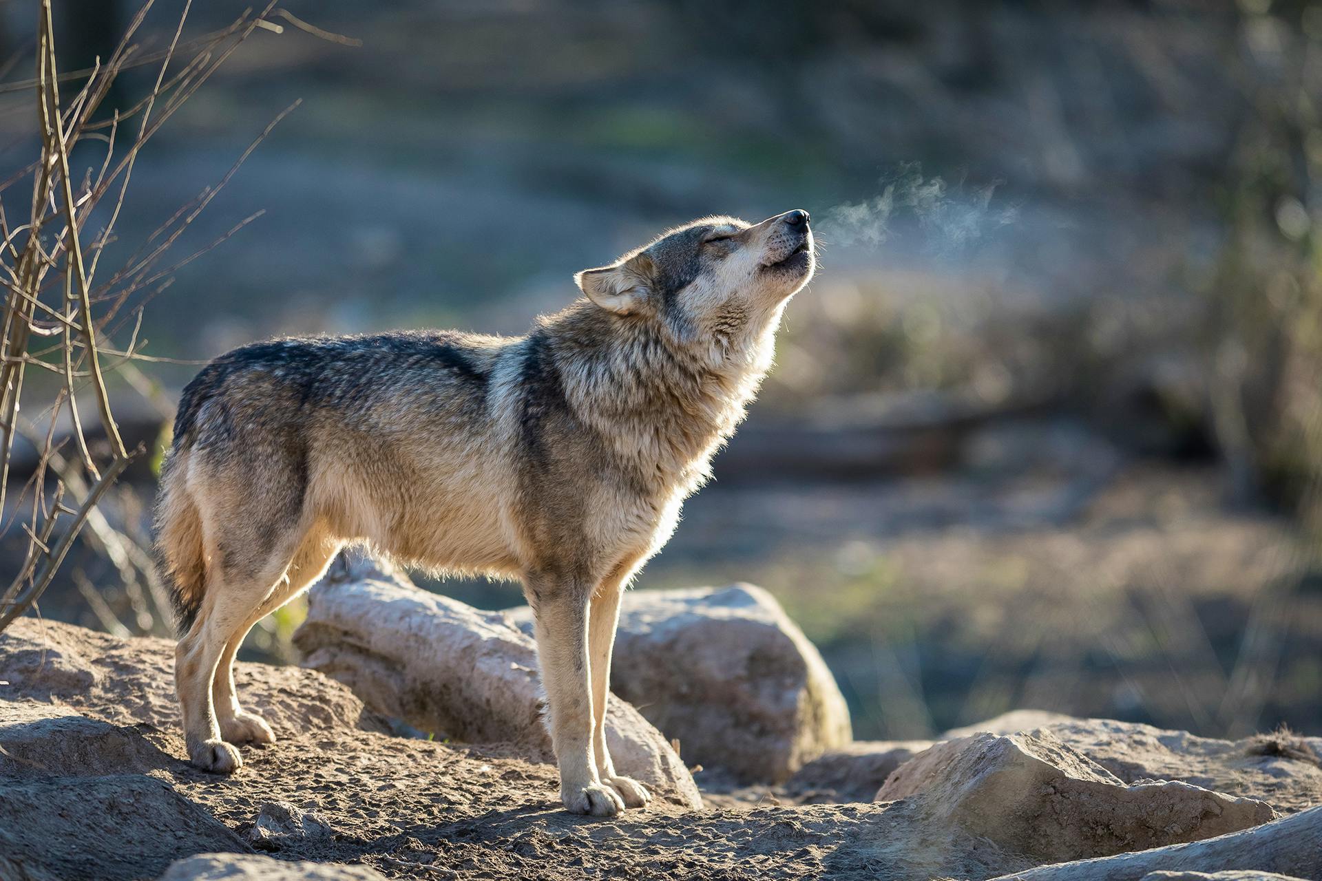Gray Wolf Howling