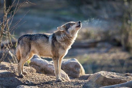 Gray Wolf Howling