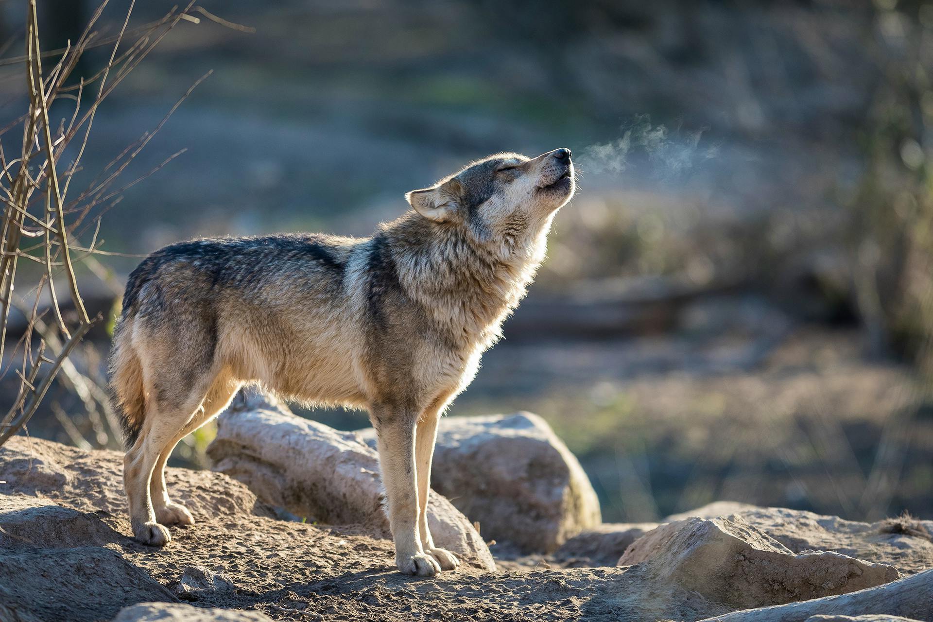 Gray Wolf Howling