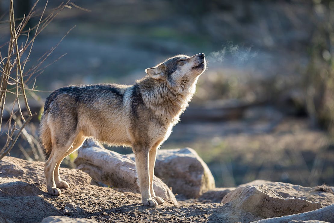 Gray Wolf Howling