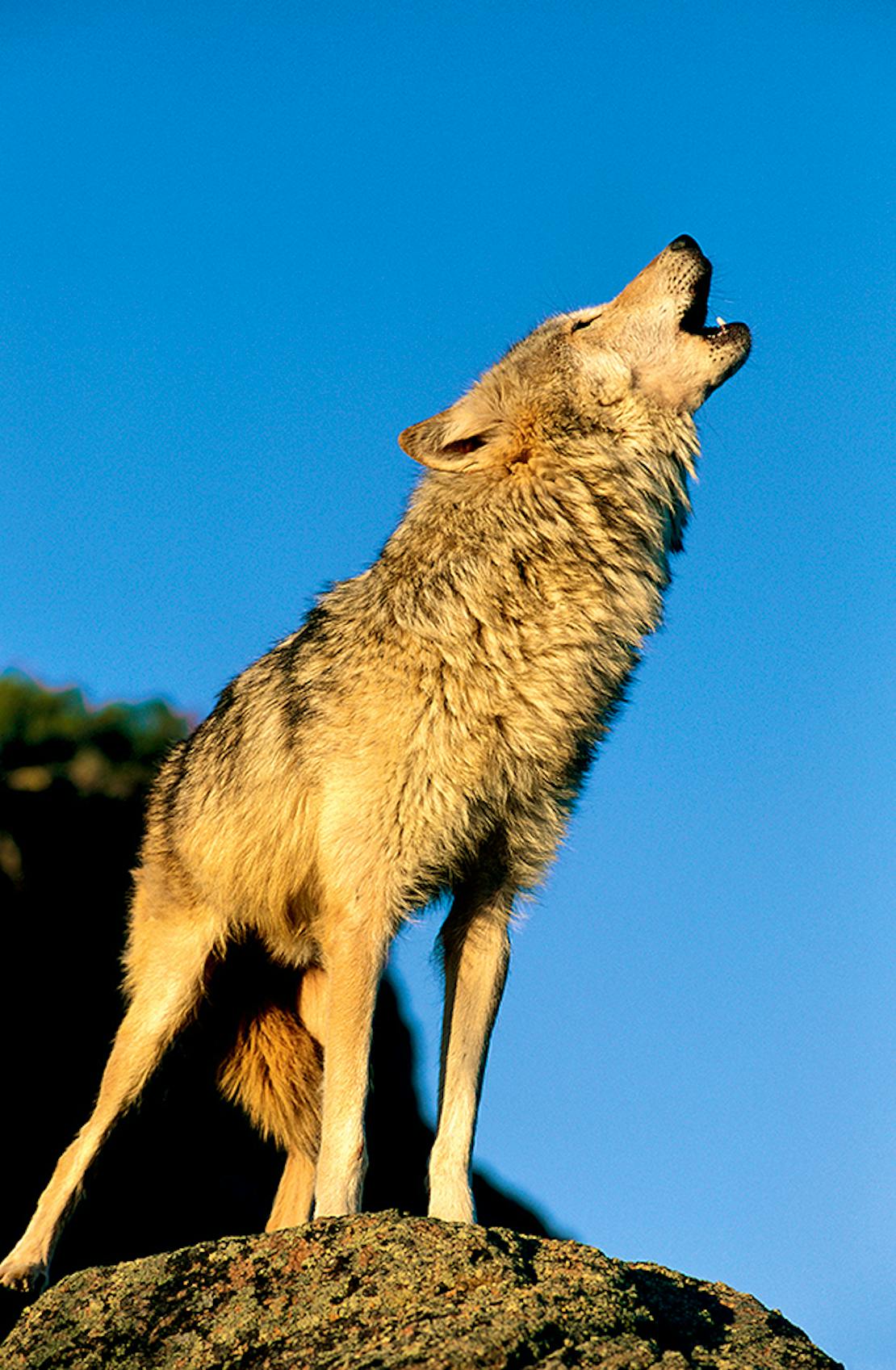 Magazine Spring 2022 - Main feature, image of howling wolf