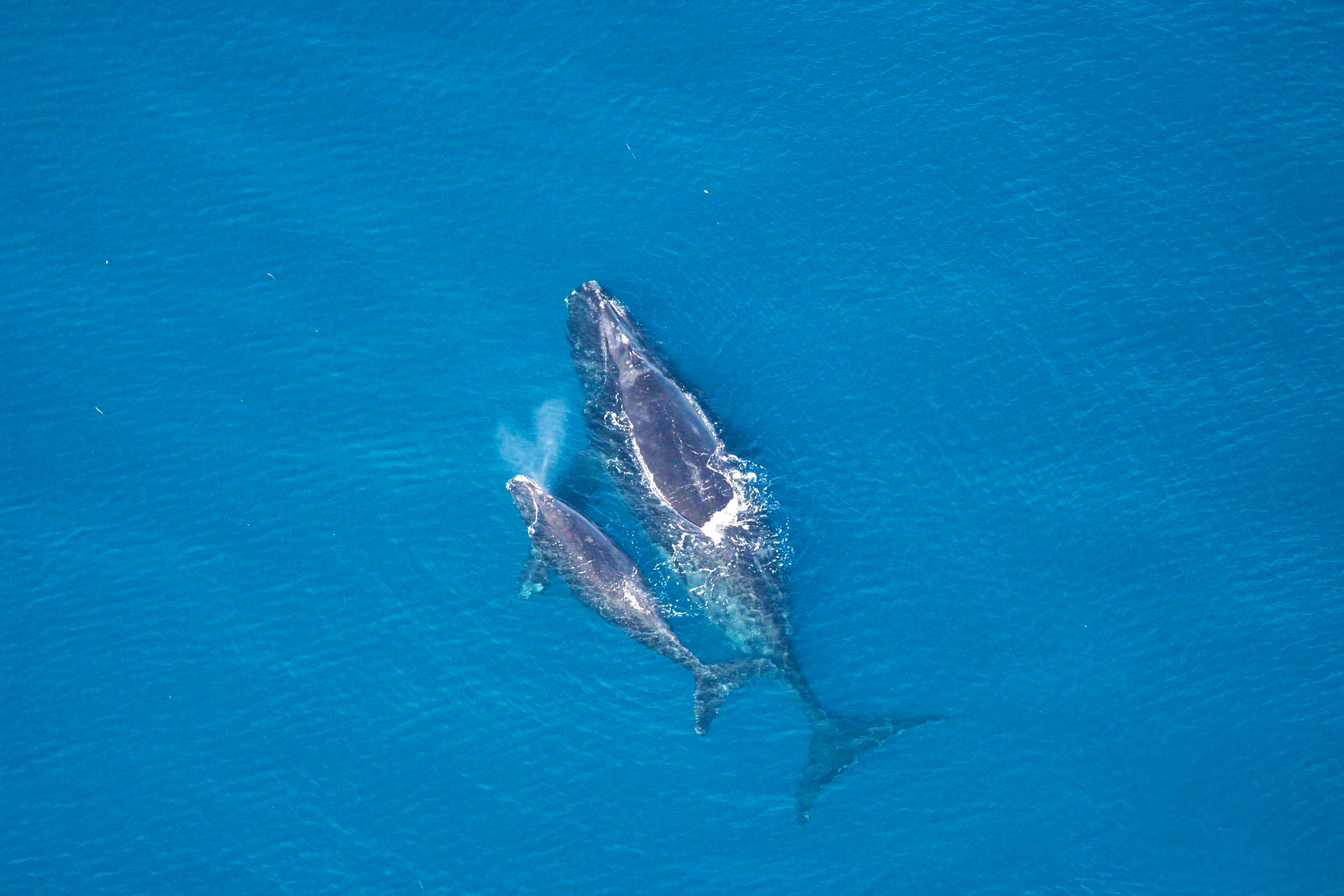 North Atlantic Right Whale and Calf