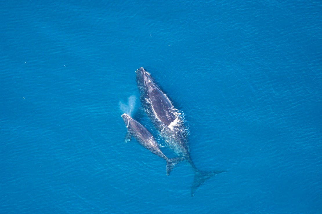 North Atlantic Right Whale and Calf