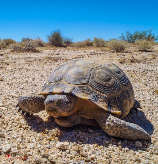 Mojave Desert Tortoise