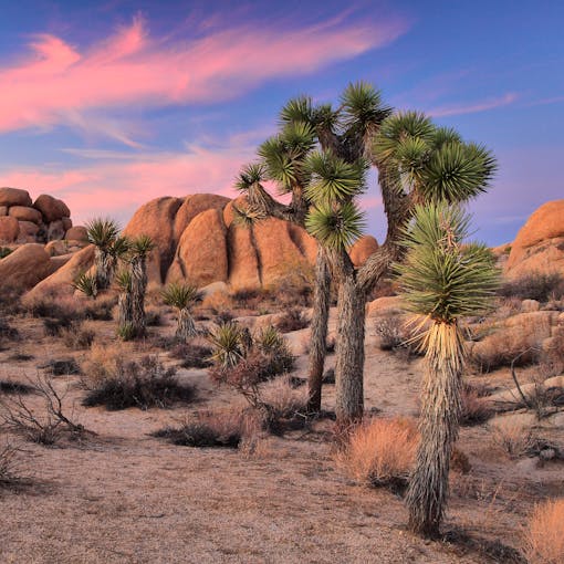 Sunset - Joshua Tree National Park - Californi