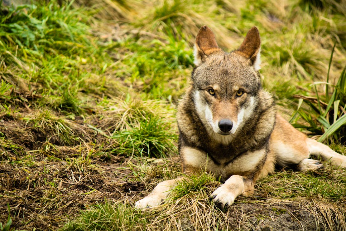 Red Wolf Lounging in the Grass