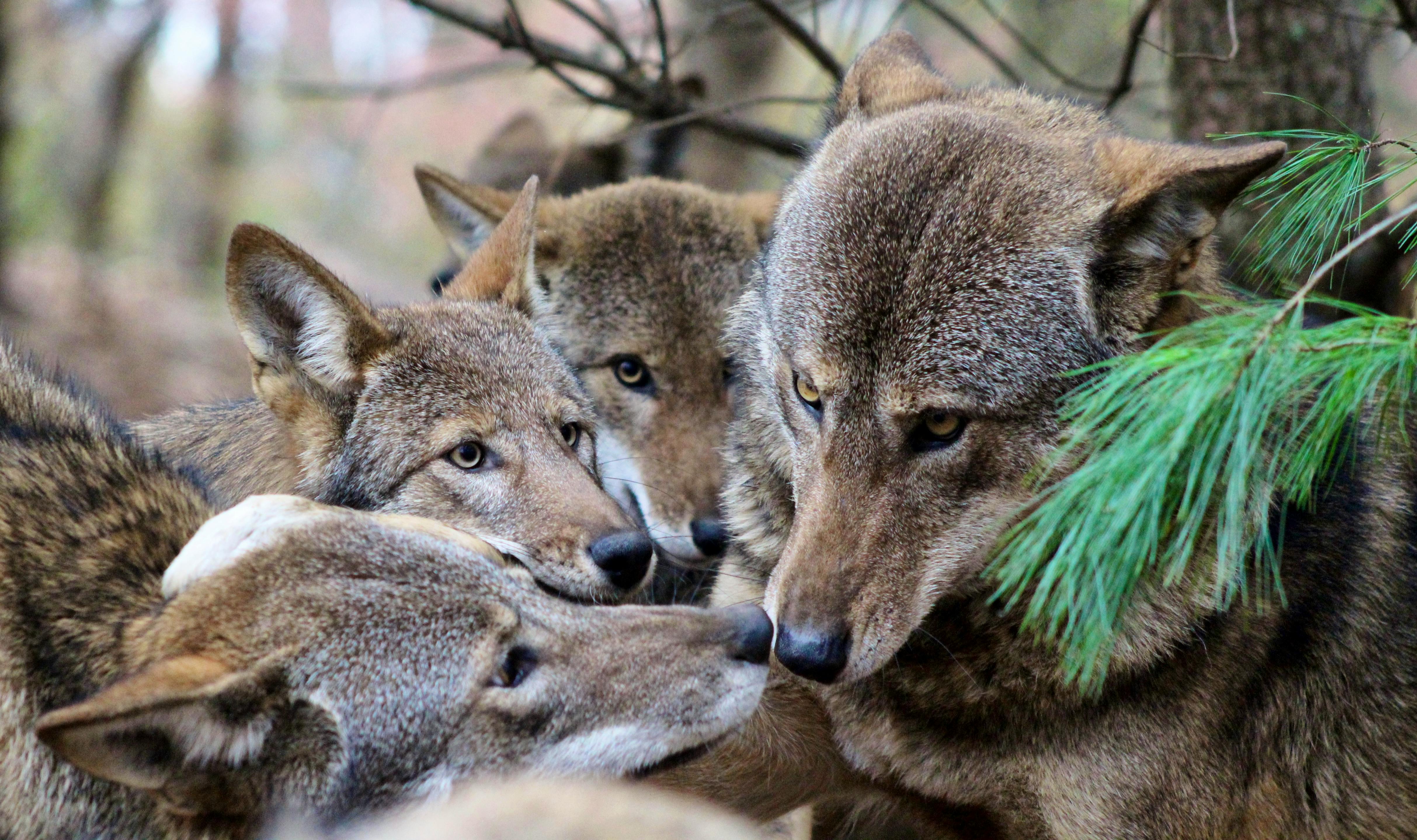 Red Wolves Kiss