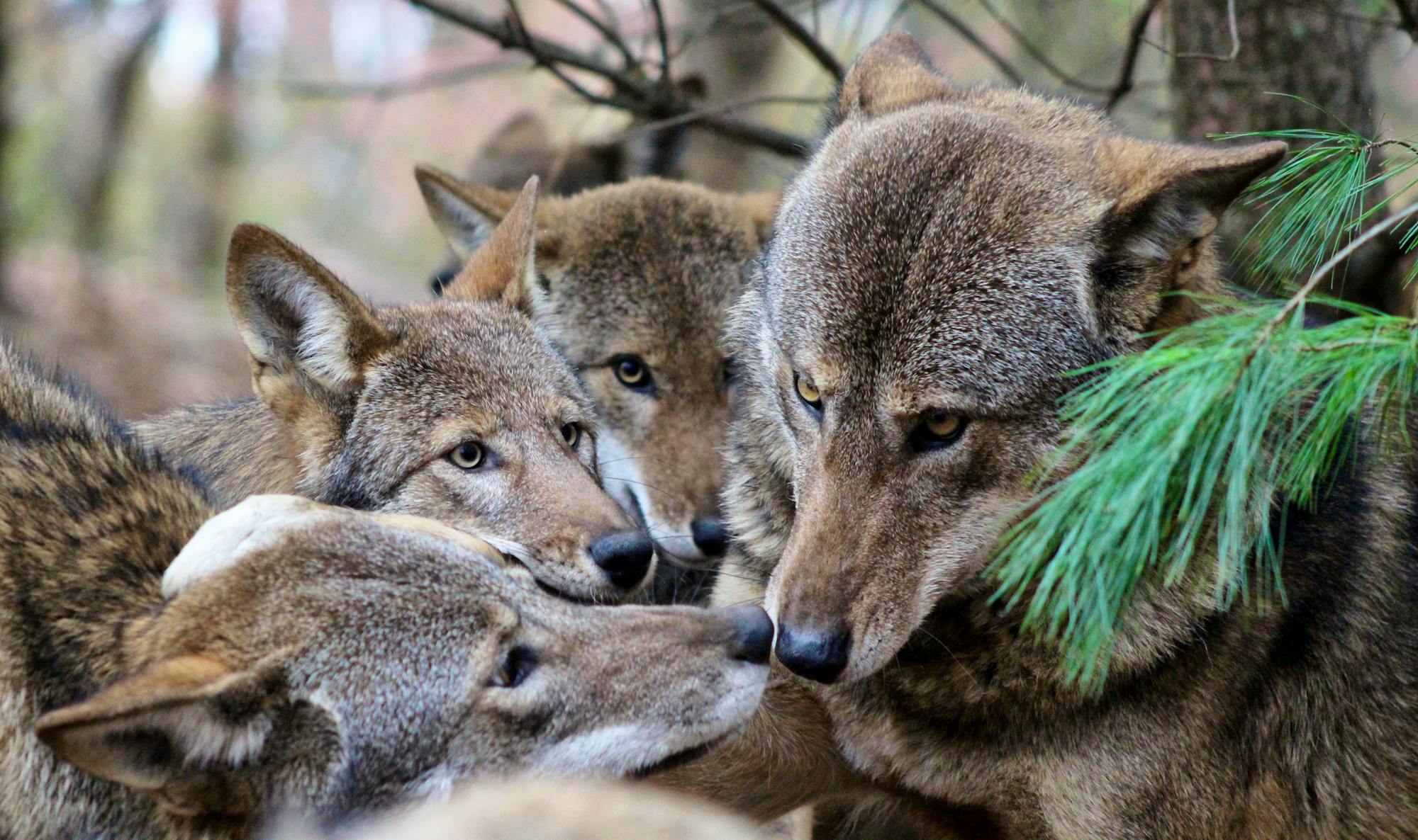 Red Wolves Kiss